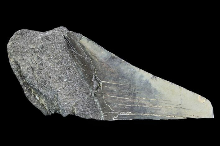 Partial Fossil Megalodon Tooth #89480